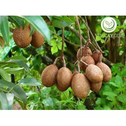 Cây hồng xiêm xoài  đang bông trái.