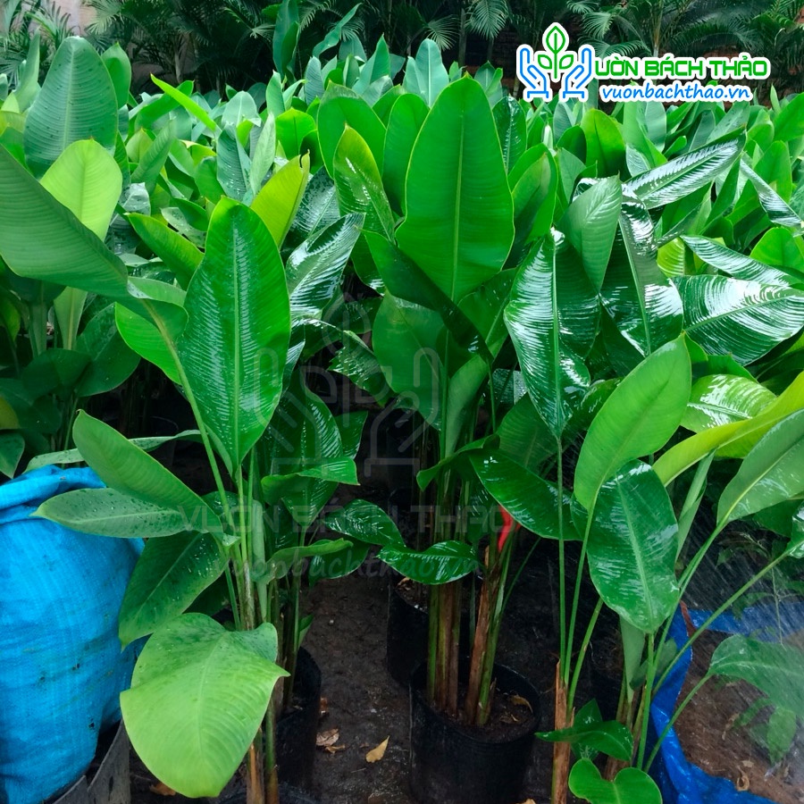 Cây chuối đuôi cá trồng trang trí sân vườn - Vườn Bách Thảo