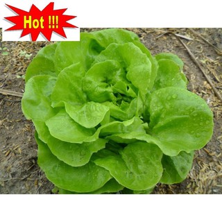 Giống Rau Xà lách mỡ