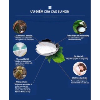 Ruột Gối Cao Su non VenTry Thái Lan bảo vệ cột sống giá rẻ