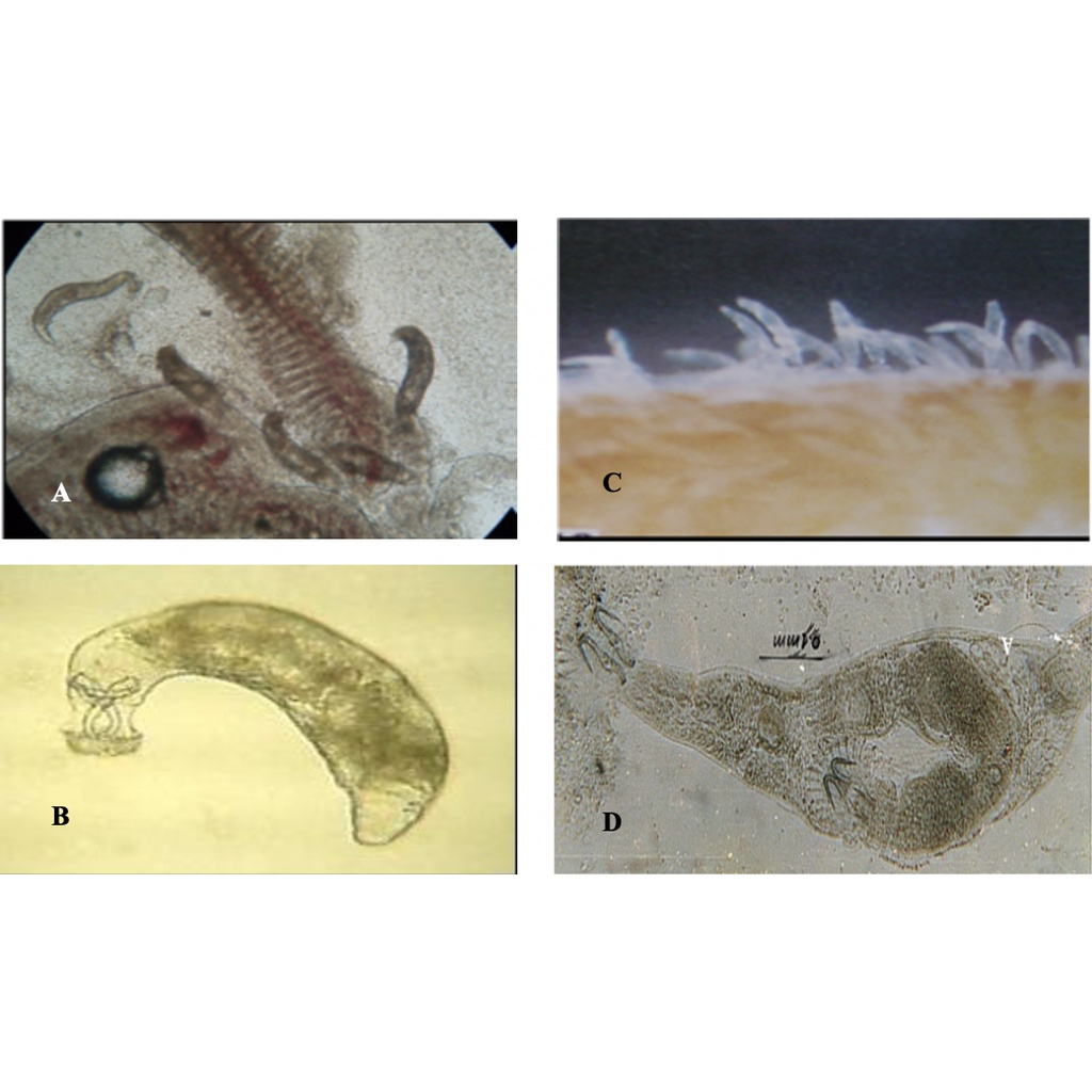 Chế Phẩm Xử Lý Trùng Mỏ Neo - Rận Nước Trên Cá Koi C-PARASITE - An Toàn - Hiệu Quả - Dễ Sử Dụng
