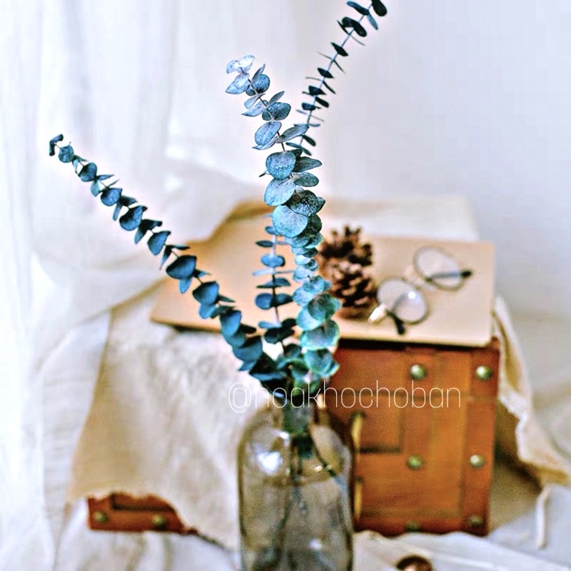 Cành Lá Khuynh Diệp - Lá Táo (Eculyptus)🧡FREESHIP💛 Hoa khô dùng để trang trí nhà cửa bàn học chụp ảnh đẹp