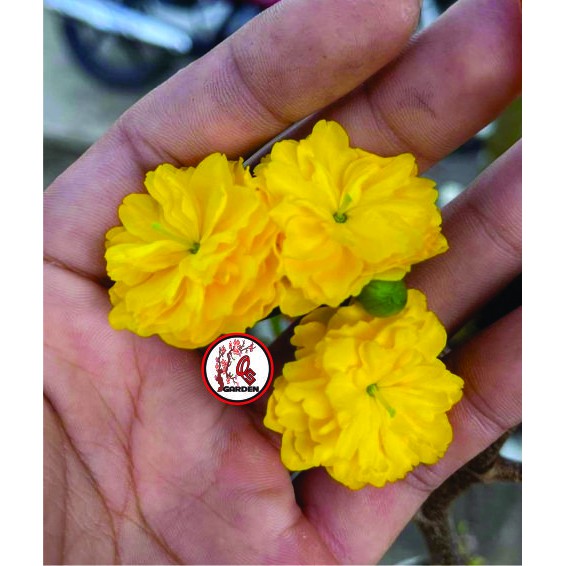 Hoa mai Cúc Quý Phi_ cây ghép chuẩn