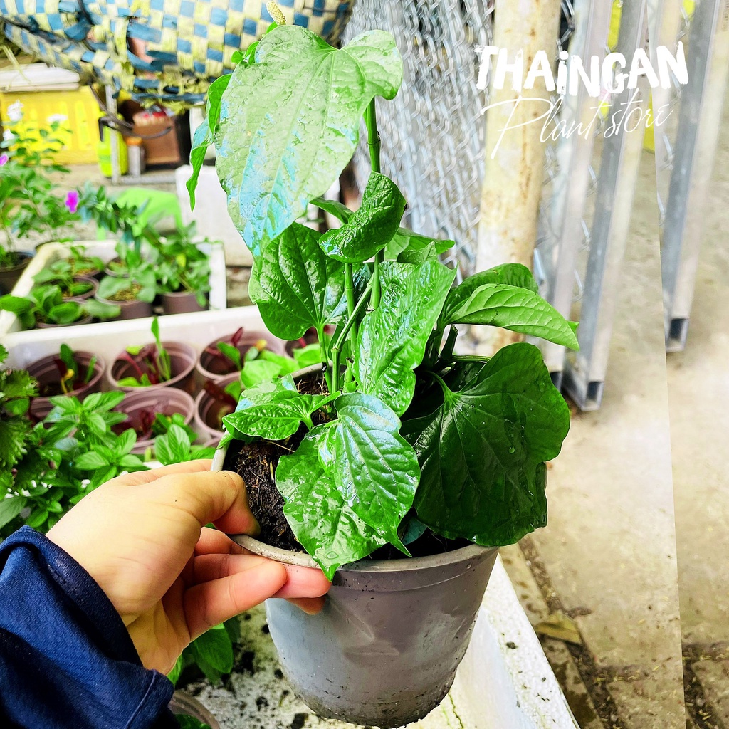 Cây Lá Lốt, Rau Sạch Vườn Trồng - Vườn Ươm Thái Ngân