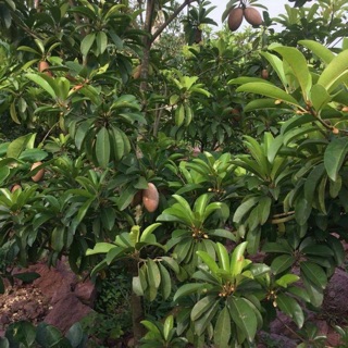 Cây Hồng xiêm xoài giống