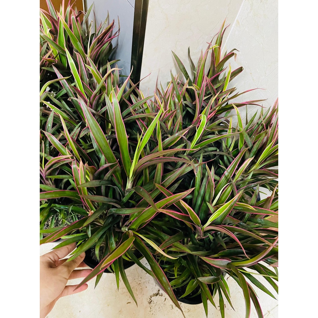 CÂY ÁNH DƯƠNG , , cây giống cảnh sân vườn trang trí lối đi, ban công GIÁ RẺ, Cây Tươi Nguyên