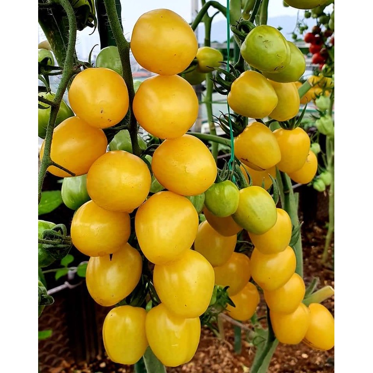 Hạt giống Cà Chua Bi Chùm Vàng quả nhót nhập Thái Lan nguyên gói (Cherry Tomato Weet boy 1)