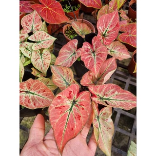 Cây môn dâu đỏ - caladium