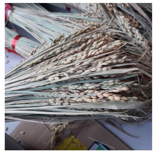 BÔNG LÚA KHÔ HẠT NGUYÊN THỦY - LÚA KHÔ 45- 50 BÔNG