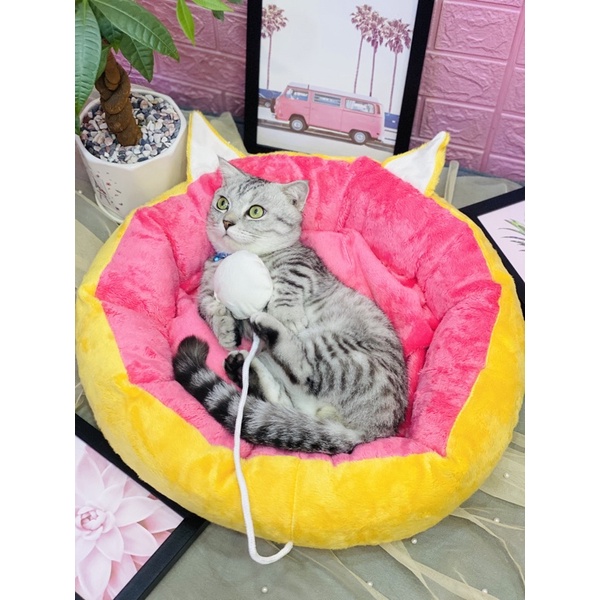 Nệm cho mèo dễ thương
