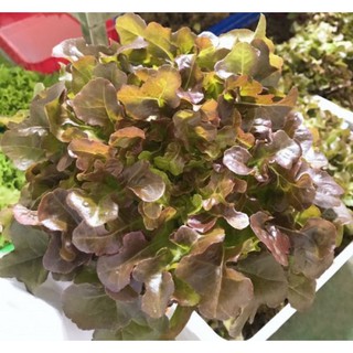 HẠT XÀ LÁCH SỒI ĐỎ OAKLEAF - GÓI 2 GRAM