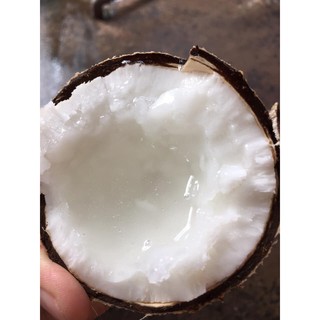 Dừa sáp đặc sản Trà Vinh 0,6 - 0,7 kg