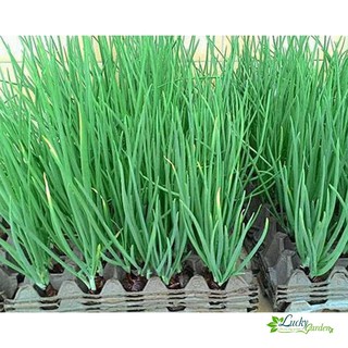 1g hạt giống hành lá xtra