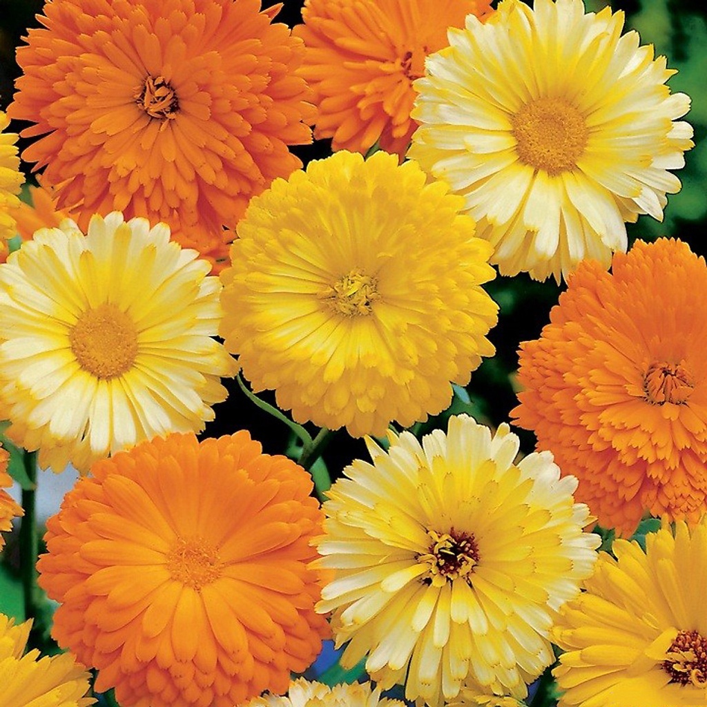 Hạt giống hoa cúc susi nhiều màu đẹp trồng chậu, sân vườn ban công tỉ lệ nảy mầm cao 0,1g RADO 818