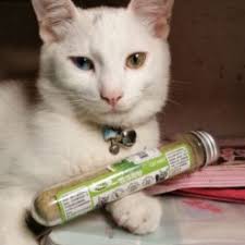 Cỏ bạc hà cho mèo - catnip cho mèo - 10g/ống