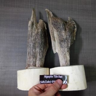 Cây trầm hương