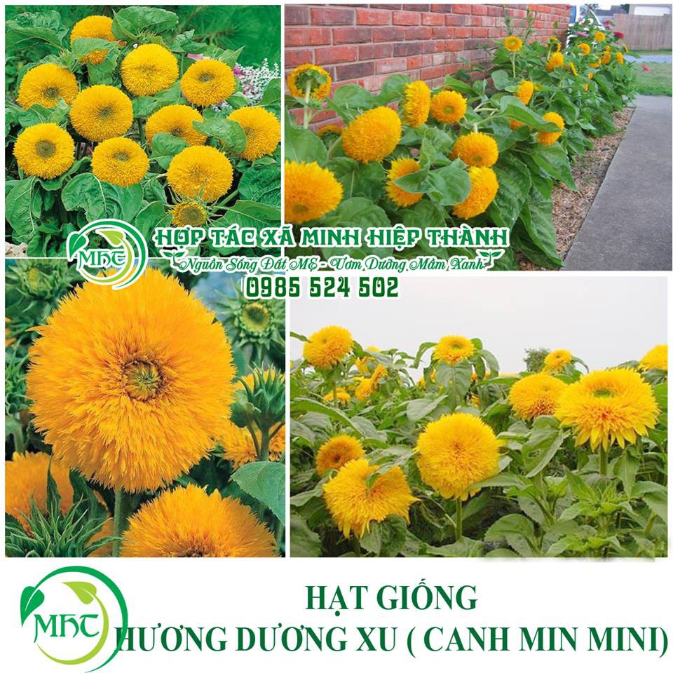 Hạt giống hoa hướng dương xù