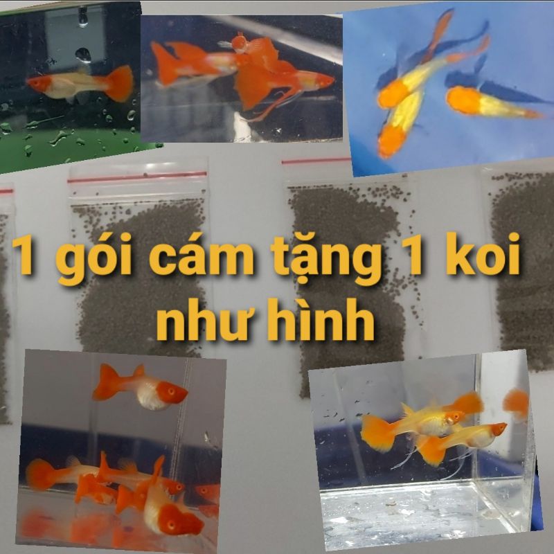 [Mã 1511FMCGSALE giảm 8% đơn 500K] cám thức ăn bổ dưỡng