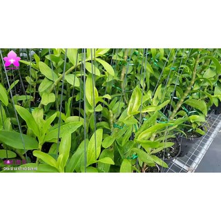 Phân bón vi lượng
