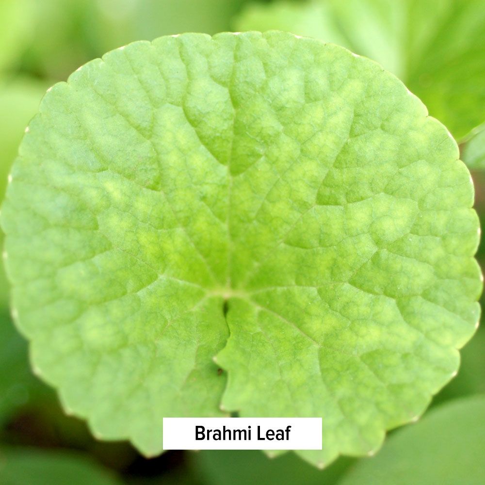 Brahmi/Gotu Kola - Thúc đẩy làn da và mái tóc khỏe mạnh