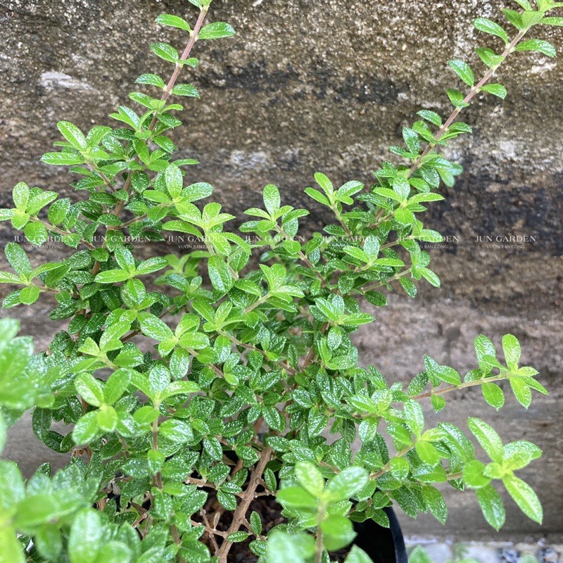 Cây Hàm Hương Tươi Thơm Mùi Cam Quýt JUN GARDEN