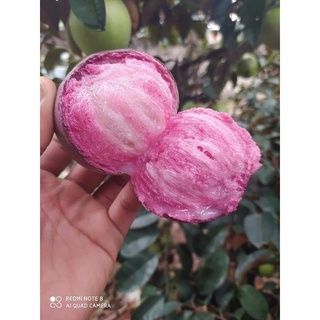 Cây GIống Vú Sữa Tím Mika (2 năm kết trái)