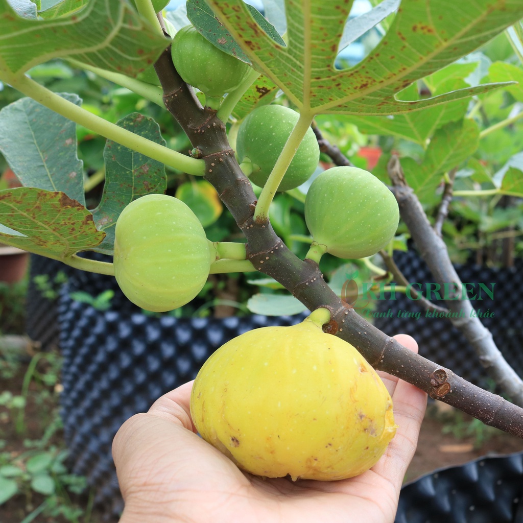 Cây giống Sung Mỹ Jinaofen - cây giống chiết cành ra quả sau 2 tháng