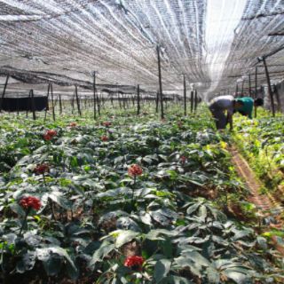 100gr Củ tam thất khô đặc sản Tây Bắc
