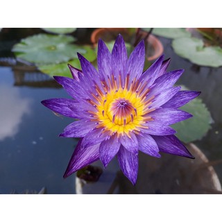 ( RẺ VÔ ĐỊCH)- Cây hoa súng thái màu tím tía