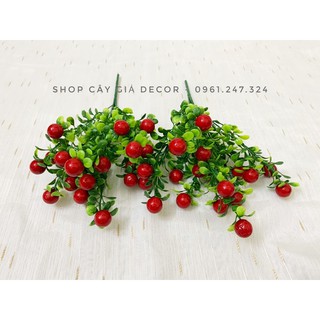 combo chậu hoa + 2 cụm sơ ri đỏ siêu đẹp