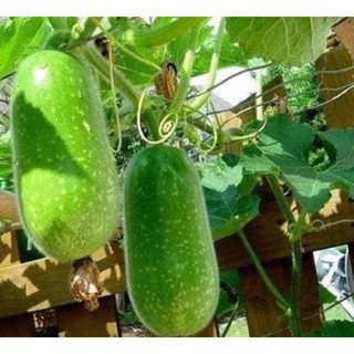 HẠT GIỐNG BÍ ĐAO CHANH THÁI LAN