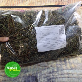 Cỏ Ngọt Stevia ( Hình Thật )