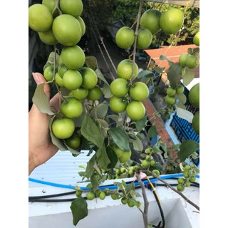 Cây 🌲 Táo xanh Thái (đang trái)