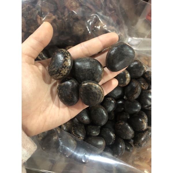 HẠT ĐẬU RẮN CẮN - HÚT NỌC ĐỘC CỦA RẮN , RẾT, MỤN ĐẦU ĐINH