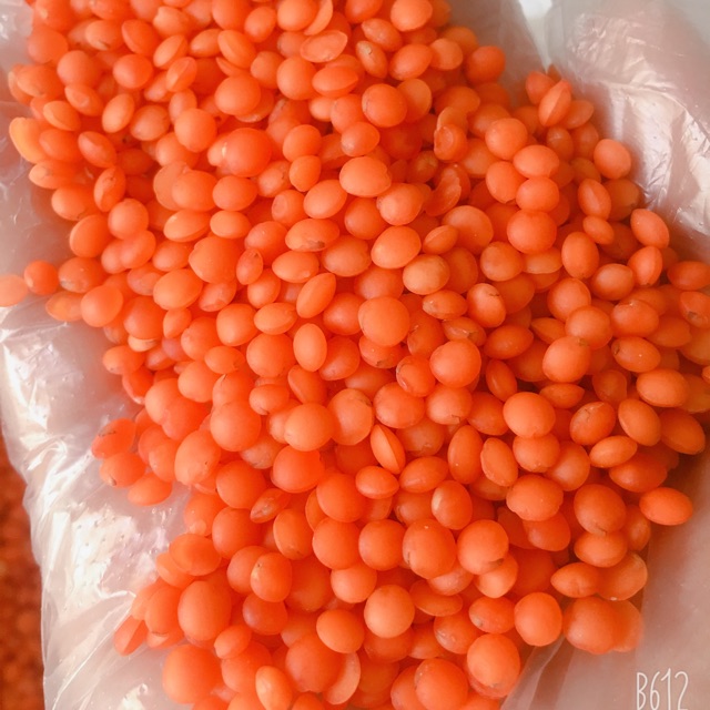 Đậu lặng đỏ