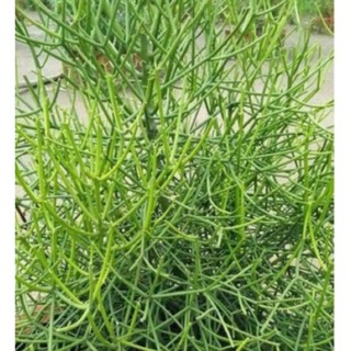Cây giao cây giống