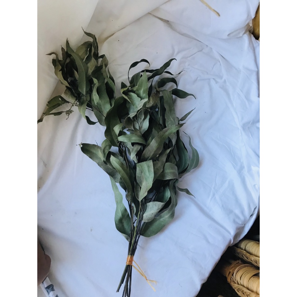 Lá Bạch Đàn Tươi/ Khô Khuynh Diệp Dùng Để Trang Trí Và Nhiều Mục Đích Khác Nhau/ Cắm Hoa/ Trang Trí/ Đuổi Côn Trùng