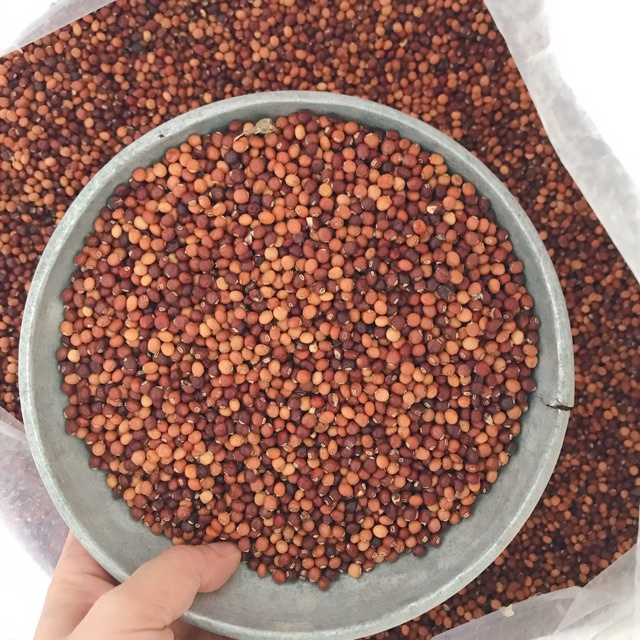 Hạt giống đậu săng  - 1 gói 20gram