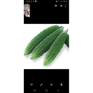 Mướp đắng xanh