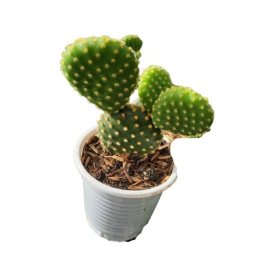 Cây xương rồng tai thỏ đẹp 20 cây bầu (8x8cm) có màu vàng đặt  trên bàn làm việc