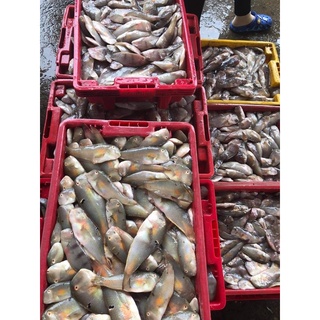 Cá Mó Tươi - Giá Bình Ổn Mùa Dịch