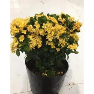 Mẫu đơn bông trang vàng kim cương -thích hợp văn phòng, nhà ở, sân vườn -bscc