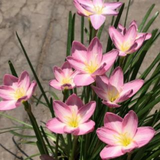 1 củ huệ mưa hồng (zodiac suprise) (hình củ 5,6,7,8)