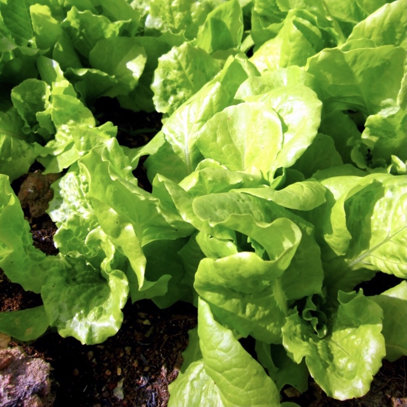 Hạt Giống Cải Xà Lách Lụa Cao Sản