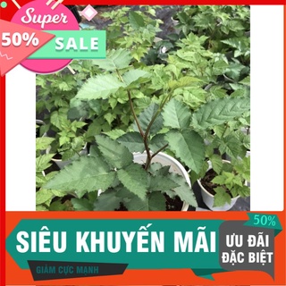 Cây mâm xôi đen chậu lớn trồng nhanh cho trái
