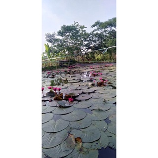 20 củ bông súng đà lạt