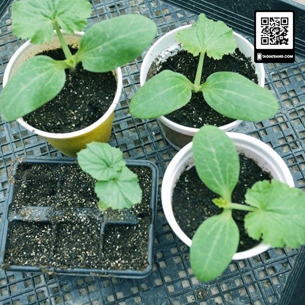 Hạt giống mướp đắng cao sản (hạt khổ qua) - Sản phẩm trồng thử tập làm vườn cùng Tạ Gia Trang