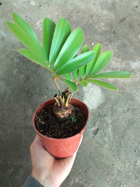 THIÊN TUẾ MÊXICO