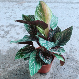 Đuôi Công Sọc Tím