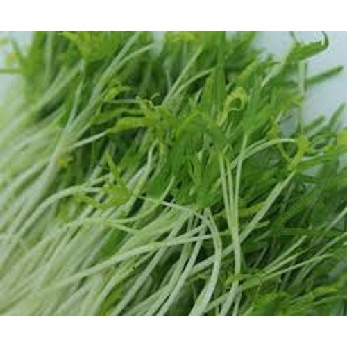 [Rẻ Vô Địch] hạt giống Mầm rau muống